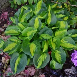funkia-hosta-pocketful-of-sunshine-miniaturowa-s-do-cienia-sadzonki-2l