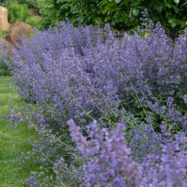 kocimietka-faassena-walker-s-low-nepeta-miododajna-odstrasza-owady-sadzonki