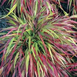 hakonechloa-smukla-beni-kaze-trawa-bambusowa-sadzonki-w-doniczkach-1l