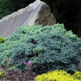 jalowiec-blue-star-niebieska-miniatura-20cm-c3