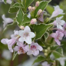krzewuszka-cudowna-splendid-weigela-rozowa-obrzezone-liscie-sadzonki-p9