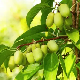 aktinidia-issai-mini-kiwi-obuplciowe-samopylne-mrozoodporne-sadzonki-1l