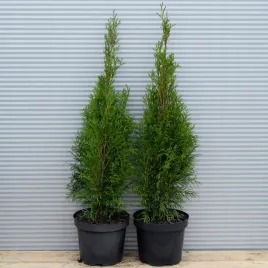 thuja-smaragd-zywotnik-tuja-szmaragd-zywoplot
