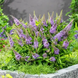 budleja-butterfly-candy-little-lila-fiolet-kompaktowa-odmiana-do-pojemnikow