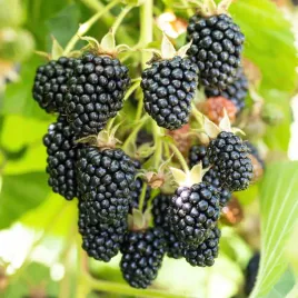 jezyna-bezkolcowa-navaho-slodka-plenna-do-6-kg-z-krzewu-sadzonki