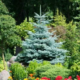 swierk-srebrny-klujacy-kaibab-choinka-w-doniczce-na-zywoplot-szpaler-c3