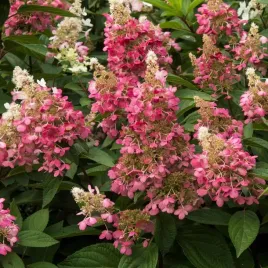 hortensja-bukietowa-candlelight-zolta-na-pniu-formowana-130cm-doniczka-5l