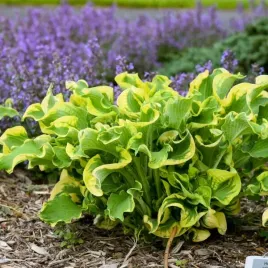 funkia-hosta-shadowland-wheee-odporna-na-slimaki-na-rabaty-sadzonki-p11