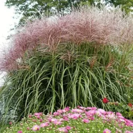 miskant-chinski-rotfeder-bordowe-kwiatostany-duze-sadzonki-doniczka-3l