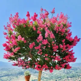 lagerstremia-indyjska-rosea-rozowa-lagerstroemia-bez-poludnia-sadzonki-1l