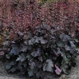 zurawka-rex-black-ciemna-bordowa-heuchera-duze-sadzonki-2l