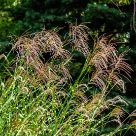 miskant-chinski-punktchen-centkowany-wysoki-sadzonki-w-doniczkach