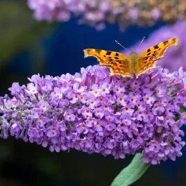 budleja-davida-nanho-blue-niebieska-motyli-krzew-sadzonki-w-doniczkach-2l