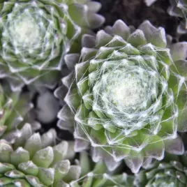 rojnik-pajeczynowaty-obficie-kwitnacy-p9-skalniak