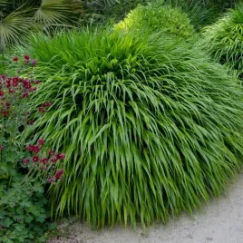 hakonechloa-smukla-greenhills-trawa-bambusowa-zielona-do-polcienia-sadzonki