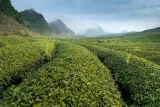 herbata-tealov-czerwona-rooibos-khalhari-50g-marka-kafelov
