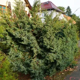 jalowiec-chinski-blue-alps-szybko-rosnacy-soliter-parki-duze-ogrody-c3