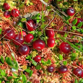 zurawina-wielkoowocowa-pilgrim-pozna-odmiana-silnie-rosnie-sadzonki-p11