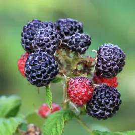 malina-czarna-black-jewel-plenna-sadzonki-w-doniczkach-1l