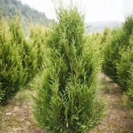 zywotnik-aureospicata-tuja-thuja-na-gesty-wysoki-zywoplot-zolte-koncowki