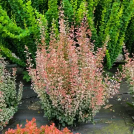 berberys-thunberga-rosy-rocket-kolumnowy-wysoki-sadzonki-p9