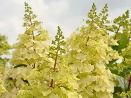 hortensja-bukietowa-candlelight-kremowo-zolta-sadzonki