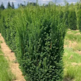 cis-posredni-hillii-zywoplot-bez-owocow-meski-kolumnowy-w-doniczkach-c2