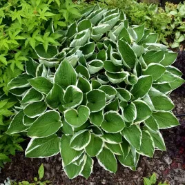 funkia-francee-hosta-bialo-obrzezona-do-cienia-sadzonki-w-doniczkach-1l