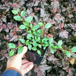 zadarniajaca-skarpy-irga-dammera-major-bardzo-niska-do-cienia-sadzonki-p9