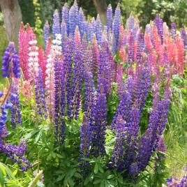 lubin-trwaly-lupinus-niebieski-wieloletni-sadzonki-w-doniczkach-p9