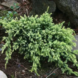 jalowiec-luskowaty-holger-niewysoki-zlociste-przyrosty-sadzonki-p9