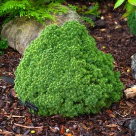 swierk-bialy-alberta-globe-kulista-miniatura-na-skalniak-na-bonsai-p9