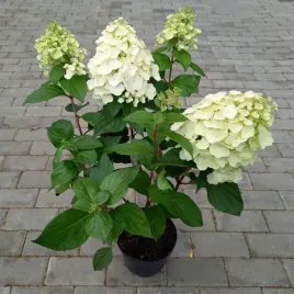 hortensja-magical-mont-blanc-biala-duze-kwiatostany-duze-sadzonki-3l