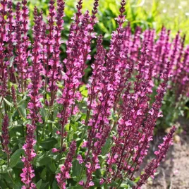 szalwia-omszona-bright-rose-miododajna-rozowa-sadzonki-w-doniczkach-1l