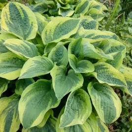 funkia-hosta-wide-brim-zielona-z-zoltym-obrzezem-sadzonki-w-doniczkach-1l