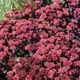 rozchodnik-karpacki-red-cauli-sedum-soczyscie-czerwone-kwiaty-sadzonki-p9