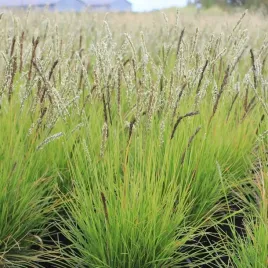sesleria-jesienna-autumnalis-zimozielone-kepy-na-rabaty-duze-sadzonki-2l