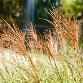 miskant-chinski-red-chief-bordowe-pioropusze-duze-sadzonki-w-doniczkach-c3