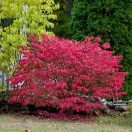 trzmielina-oskrzydlona-ognisty-plonacy-krzew-sadzonki-w-doniczkach-p9