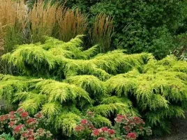 jalowiec-posredni-gold-star-na-skarpy-zlocisty-sadzonki-c3