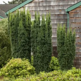 cis-posredni-hicksii-waski-kolumnowy-na-zywoplot-sadzonki-doniczka-2l