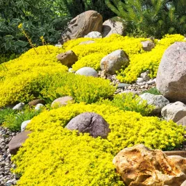 rozchodnik-ostry-yellow-queen-sedum-acre-zolty-dywan-skalniak-sadzonki-p9