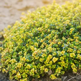 macierzanka-cytrynowa-doone-valley-miododajna-okrywowa-na-suche-gleby-p9