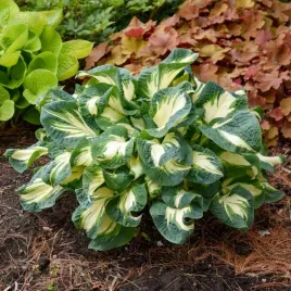 funkia-hosta-hans-bialo-zielona-srednia-m-sadzonki-w-doniczkach-p11