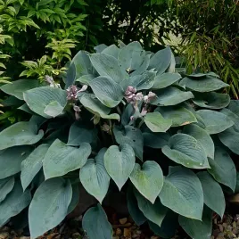 funkia-fragrant-blue-hosta-niebieska-niewysoka-odmiana-sadzonki-1l
