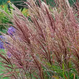 miskant-chinski-ferner-osten-czerwone-wiechy-duze-sadzonki-w-doniczkach-c3