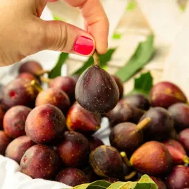 figowiec-little-miss-figgy-ficus-kompaktowy-figa-obfity-plon-sadzonki