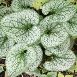 brunera-sea-heart-brunnera-na-cieniste-rabaty-sadzonki-w-doniczkach-p11