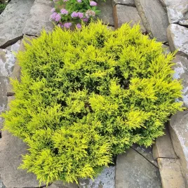 jalowiec-plozacy-limeglow-zlocisto-zolty-na-skalniak-gniazdowy-sadzonki-c3