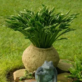 funkia-praying-hands-modlace-sie-dlonie-hosta-sadzonki-w-doniczkach-p11